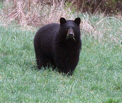 As warming climate brings bears out of hibernation earlier, backyard care is key to coexistence