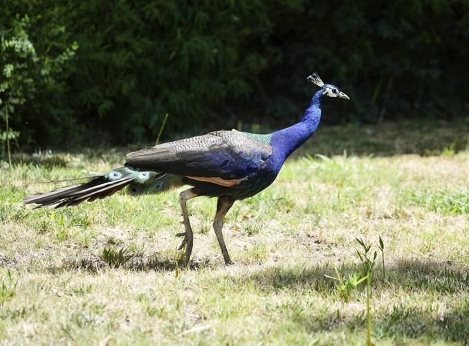 Dozens of peacocks and peahens go missing from Northern California hotel