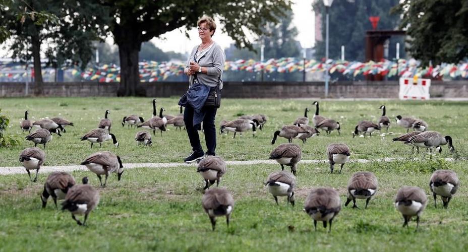 Ontario spends little to fight invasive species, despite economic impact: AG