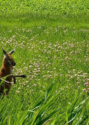 Quebec zoo says red kangaroo doing well after capture on Montreal's South Shore