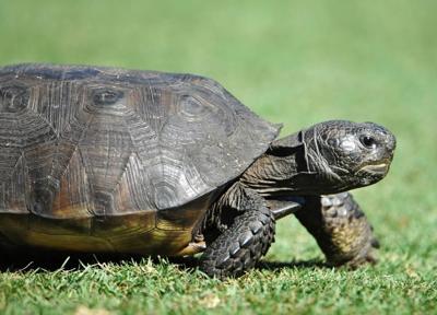 US: Gopher tortoise not threatened over most of its range