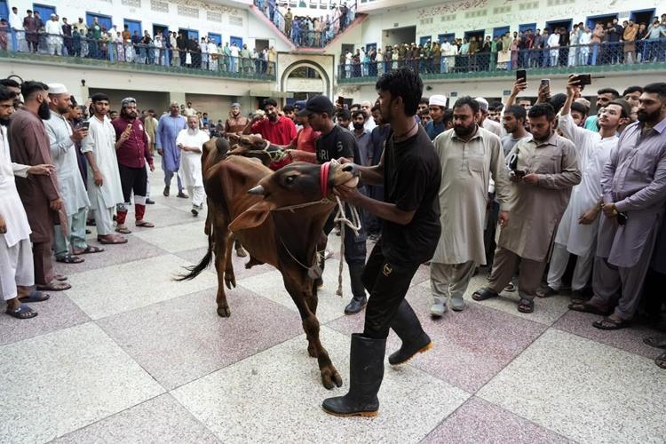 Muslims in Asia celebrate Eid al-Adha with sacrifice festival and traditional feast
