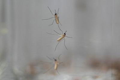 B.C. Health officials set up mosquito traps in the Sea to Sky region for study