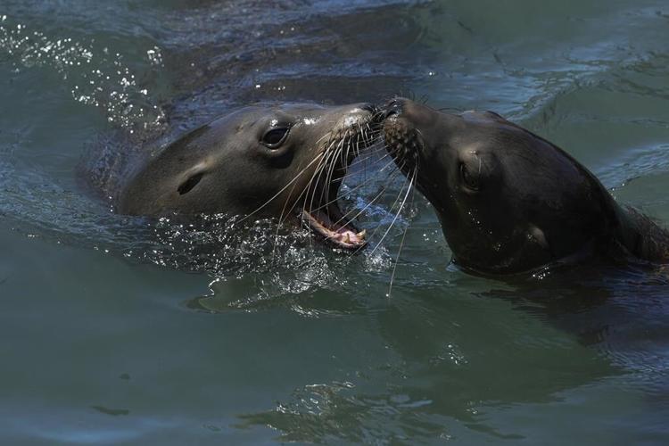 An anchovy feast draws a crush of sea lions to one of San Francisco's piers, the most in 15 years