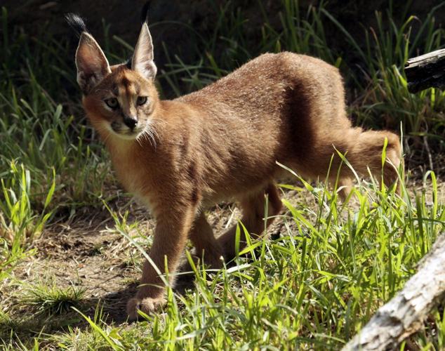 B.C. banning exotic cat ownership, citing public safety and animal welfare