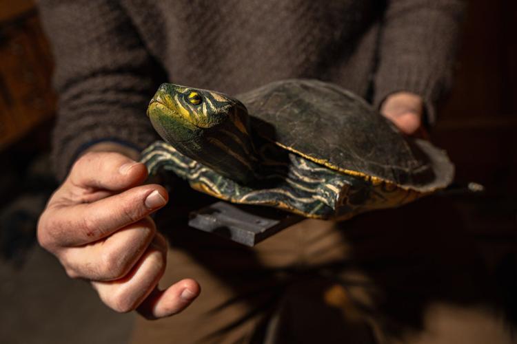 Why a turtle die-off has this Ottawa researcher worried about warming winters