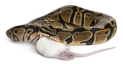 1 person dead in series of salmonella illnesses linked to snakes, rodents