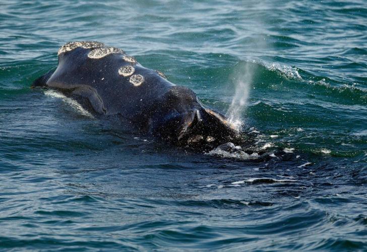 One of the world's rarest whales that makes the Atlantic its home grows in population