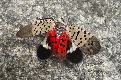 Spotted lanternfly has spread to Illinois, threatening to crops and trees
