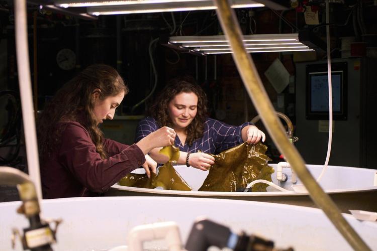 Planes and ships could run on kelp someday, but there are serious hurdles
