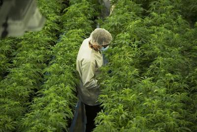 Canopy Growth s'entend avec Indiva pour obtenir les droits de la marque Wana