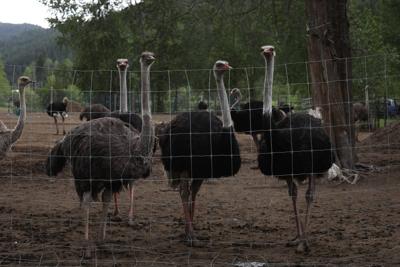 RCMP monitoring B.C. ostrich farm to ensure 'no criminal behaviour'