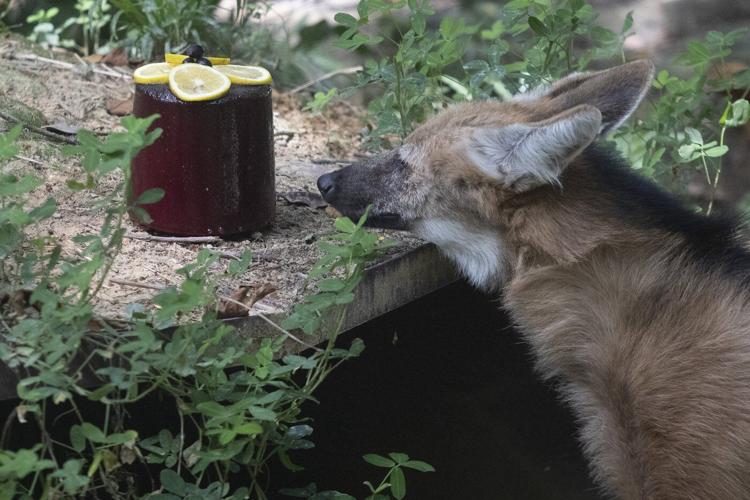 Rio's thirsty zoo animals get icy treats to cool down in Brazil’s stifling summer heat
