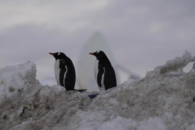A rapidly melting Antarctica gets the attention of UN chief ahead of COP28 climate talks