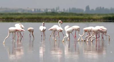 Flamingos are stirring up trouble and ravaging rice for risotto in Italy's northeast