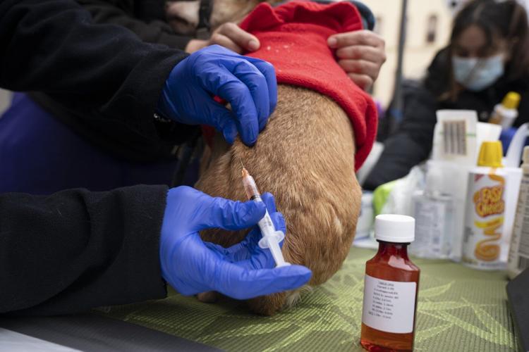 Dogs sit and stay to get vaccinated against parvovirus at San Francisco free clinic