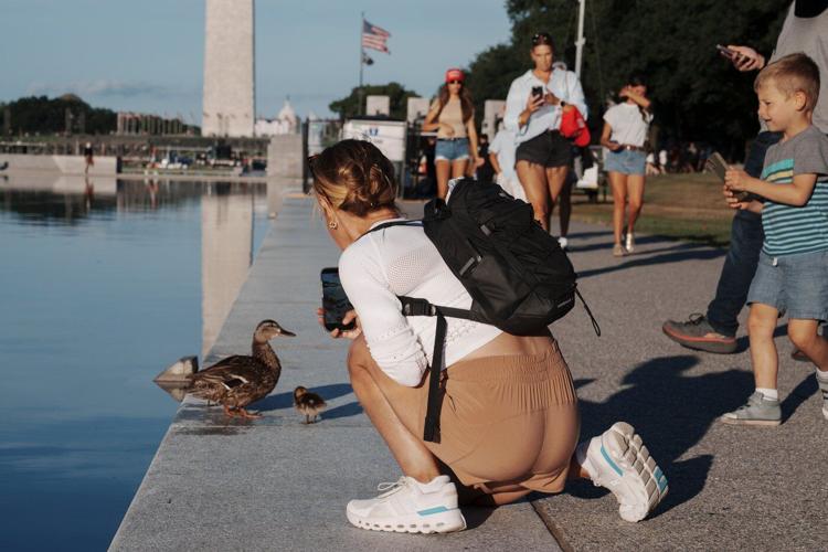 Troubled Reflecting Pool faces fresh scrutiny over vandalism claims and duck deaths
