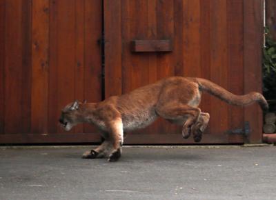 Rare cougar sighting reported in urban Vancouver, far from wilderness