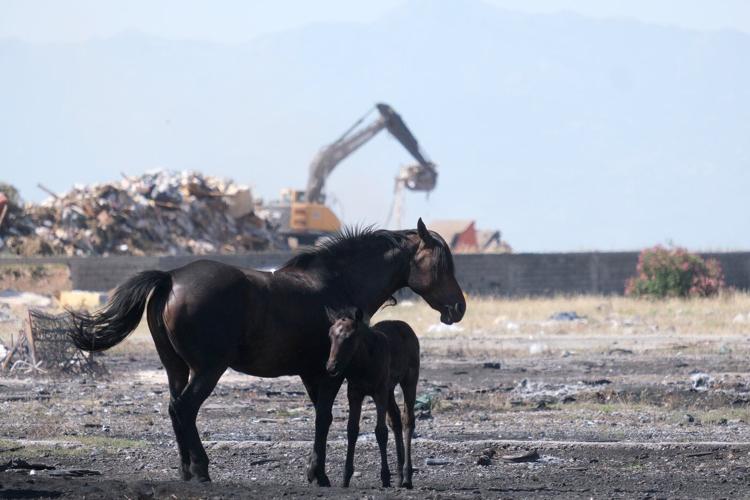 Animal welfare activists in Montenegro worried about horses in scorching European heat