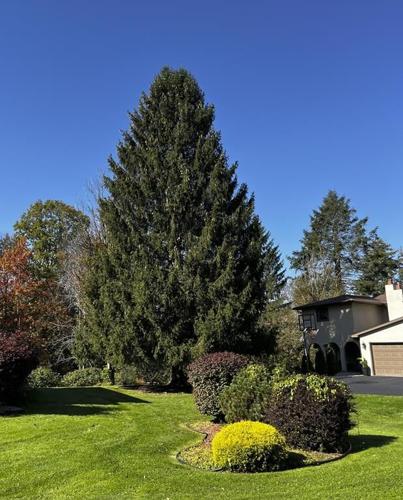 80-foot Norway spruce gets the nod as Rockefeller Center Christmas tree, will be cut down next week