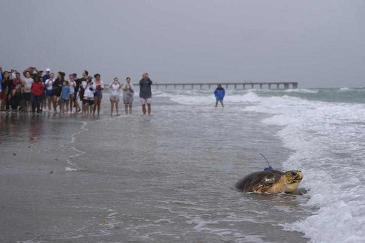 Dilly Dally the sea turtle returns to the ocean after flipper amputation