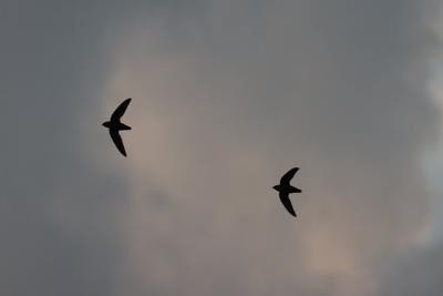 Influx of chimney swifts in N.B., promising sign for threatened species: experts