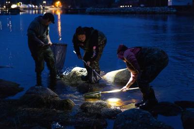 Ottawa raises catch limit for juvenile eels in the Maritimes, but complaints linger