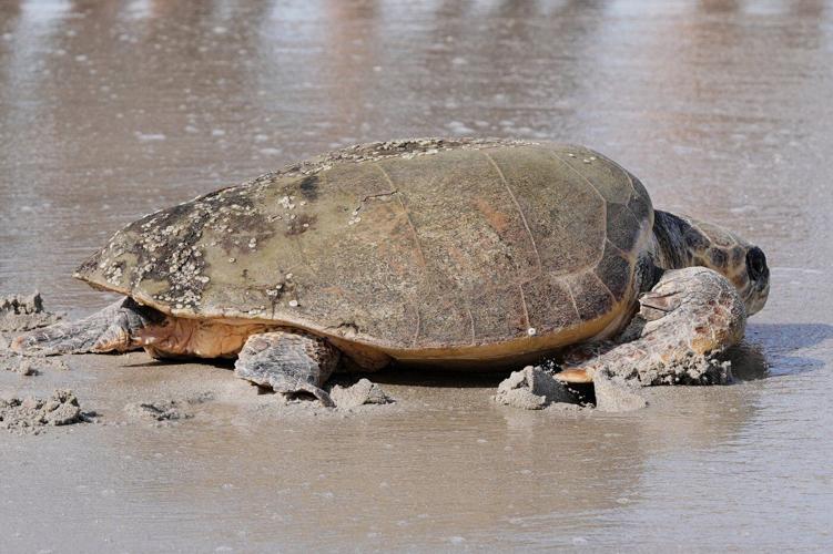 June Cleaver the loggerhead turtle is released into the ocean off Florida after rehab