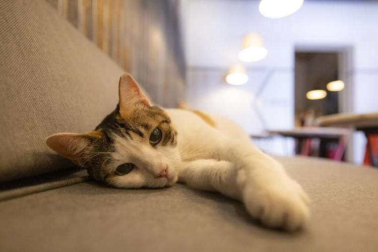 A cat's the star at these venues around the world, from museums to bars to government offices