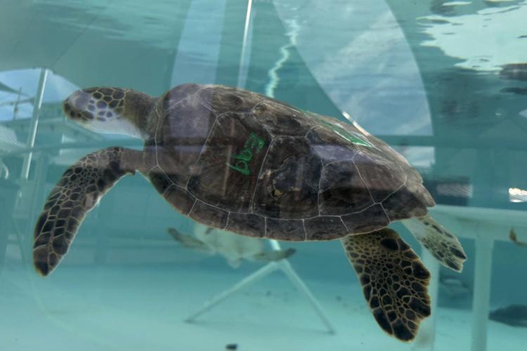 Sea turtles return to the Atlantic Ocean off Florida after being stunned by the cold