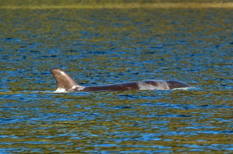Survival clock ticks for trapped B.C. orca calf, as gear arrives for complex rescue
