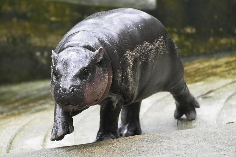 Thailand's baby pygmy hippo Moo Deng has an official song released in 4 languages