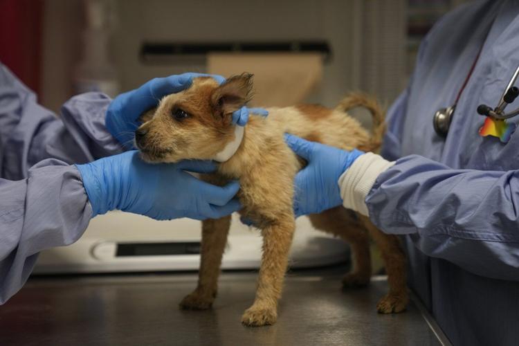 Puppies rescued from flood-stricken Texas arrive at Chicago shelter