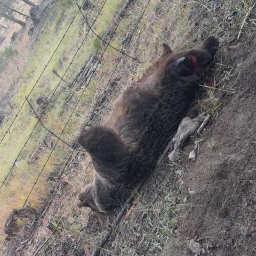 How B.C. man rescued himself from jaws of grizzly that ripped off his lips and scalp
