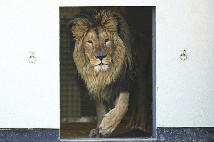 PHOTO COLLECTION: Britain Ukraine Lions