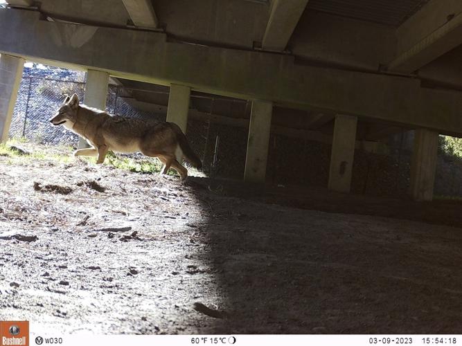 A North Carolina wildlife crossing will save people. Can it save the last wild red wolves too?