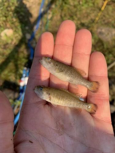 New Brunswick group drops attempt to eradicate invasive fish in Miramichi watershed