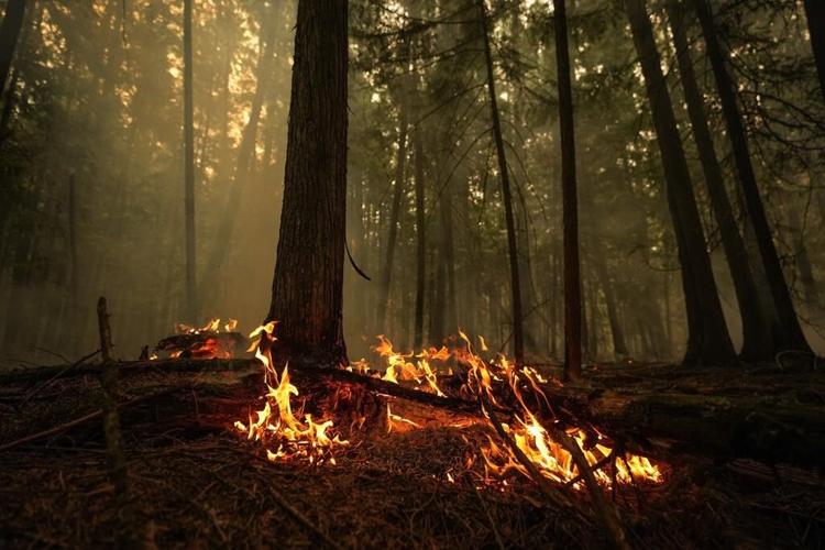 Plusieurs feux de forêt brûlent de manière incontrôlée dans l'intérieur de la C.-B.
