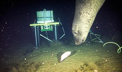 Elephant seals off B.C. coast used sonar equipment as 'dinner bell': Researchers