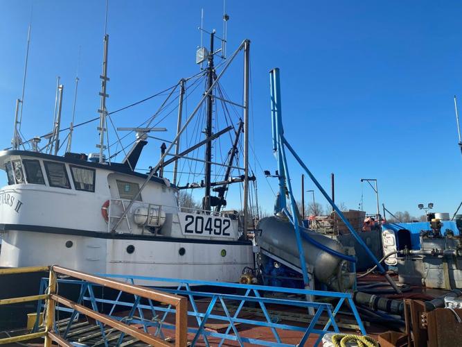 B.C's charity herring sale is back on. But hundreds of sea lions feasted first