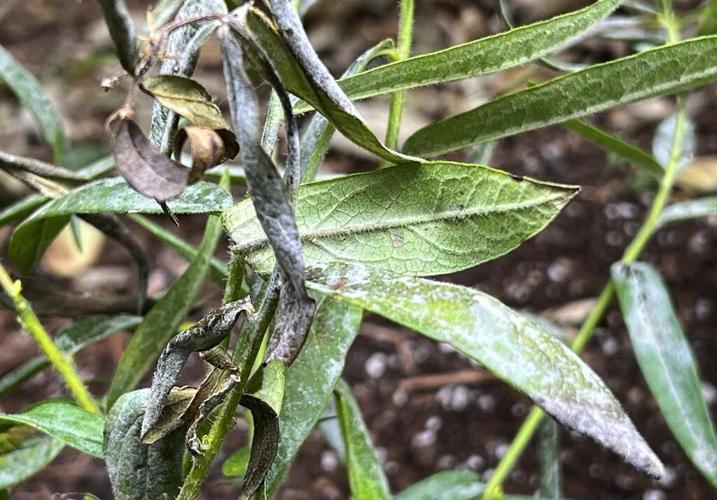 Fall cleanup in the garden doesn't mean what it used to