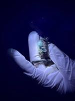 Parks Canada working to curb spread of deadly white-nose syndrome in Alberta bats