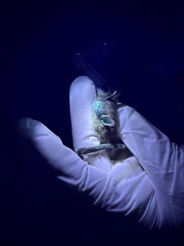 Parks Canada working to curb spread of deadly white-nose syndrome in Alberta bats
