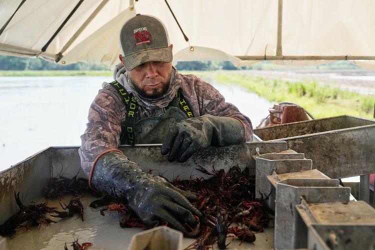 Photos shows the crawfish processing in Louisiana, an industry hit by a shortage of foreign workers