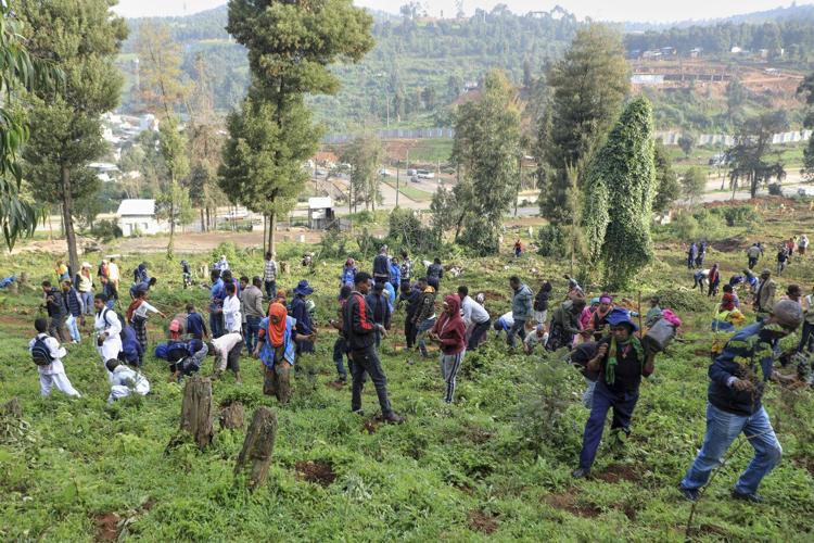 Ethiopia's national tree campaign underway with aim to plant 700 million seedlings in one day
