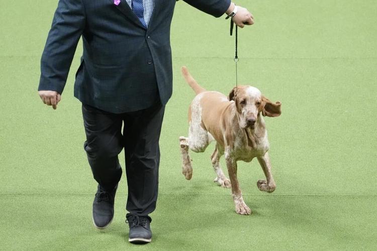 French bulldogs remain the most popular US breed in new rankings. Many fans aren't happy