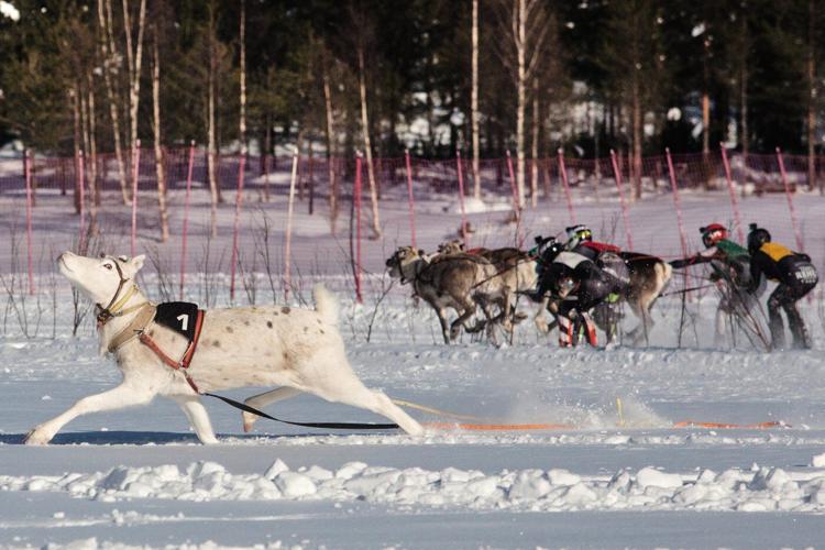Reindeer racing thrills spectators in Finland's frigid north near the Russian border