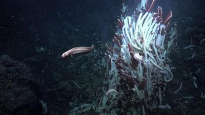 Tubeworms, snails and other weird creatures found under the seafloor