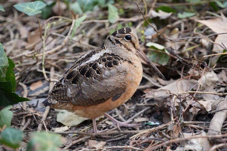 New Yorkers flock to Manhattan park for lovable woodcocks' bobbing strut