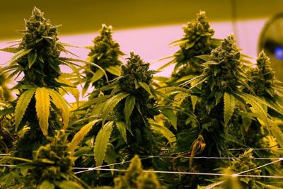 Virginia to allow recreational marijuana to be sold in retail stores beginning in 2027